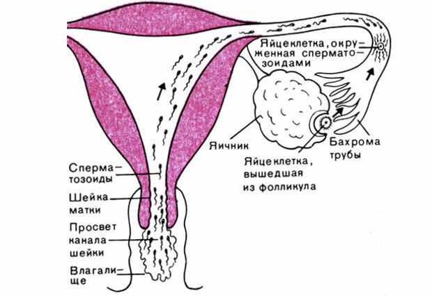Продвижение сперматозоидов