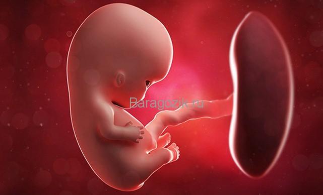 Эмбрион на 9 неделе