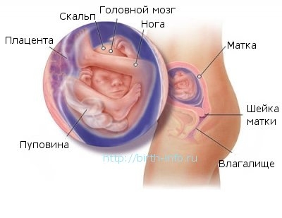 Что происходит в организме женщины на 18 неделе беременности