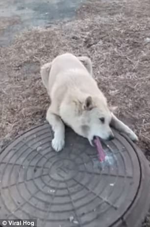 The imperilled pooch was spotted helplessly attempting to yank her tongue free by a concerned citizen in Vladivostok, Russia