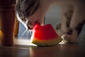 image of a kitty eating a watermelon