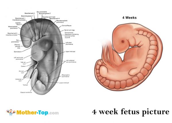 4 week fetus picture