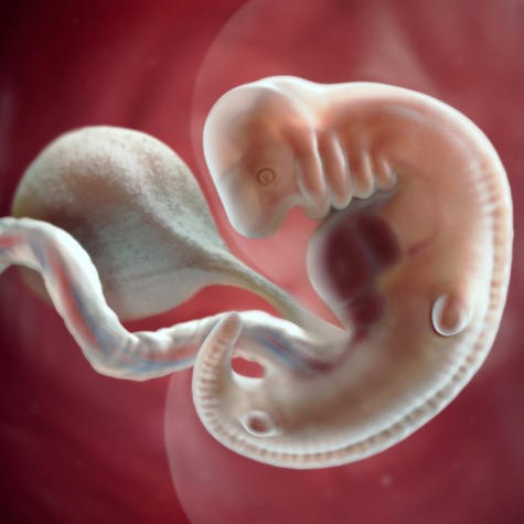 Эмбрион на 6 неделе беременности