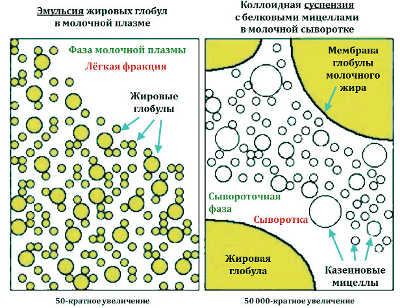 Переднее и заднее молоко как правильно кормить