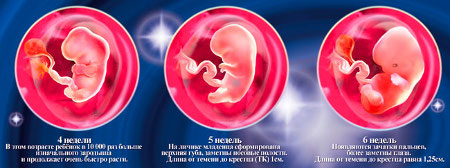 6 неделя беременности что происходит с эмбрионом