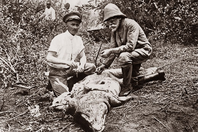 Роберт Кох (справа) с хирургом осматривают крокодила. В крови крокодила возбудитель сонной болезни (африканский трипаносомоз).