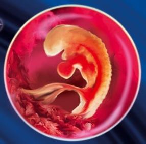 Так выглядит эмбрион на 5-ой неделе беременности