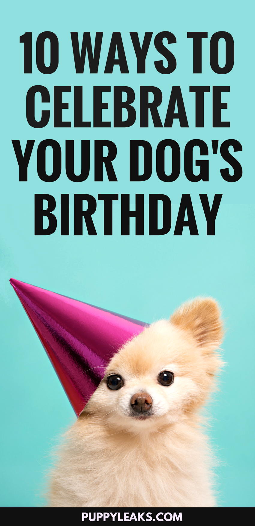 10 Fun Ways to Celebrate Your Dog