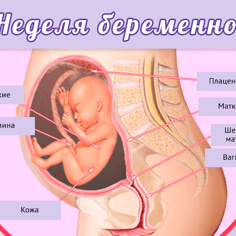 24 неделя беременности боли животе