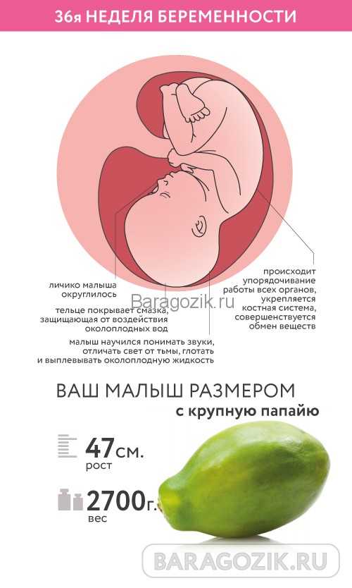 37 неделя что происходит с малышом. Вес плода в 36 недель беременности. Вес плода по неделям 36 недель беременности. Размер ребенка на 36 неделе беременности. Размеры малыша в 36 недель беременности.