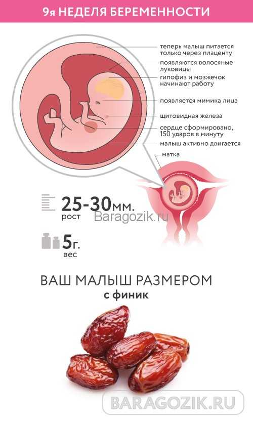 9 недель беременности размер плода