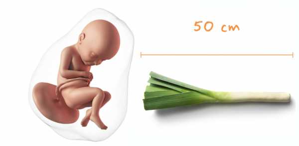 38 недель беременности сильно. Вес плода в 38 недель беременности. Вес ребёнка на 38 неделе беременности.